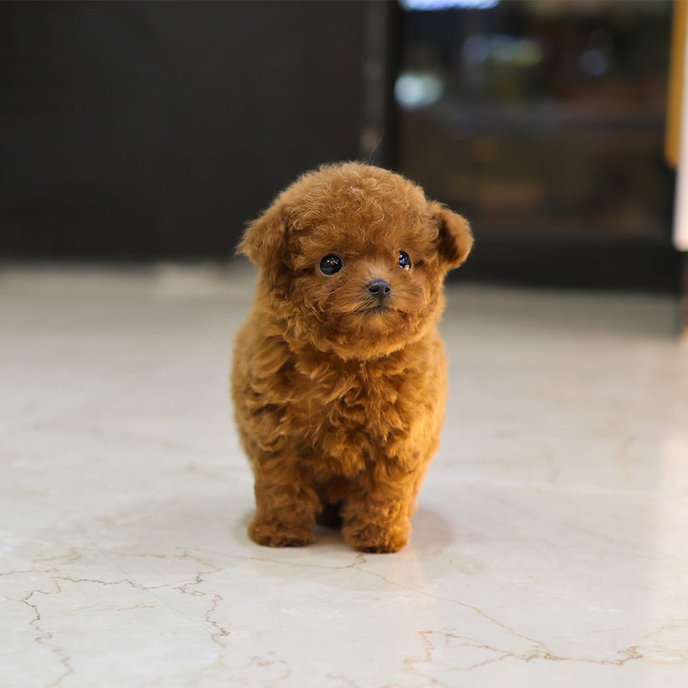 Poodle - Kkakka (Female) $5500