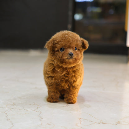 Poodle - Kkakka (Female) $5500