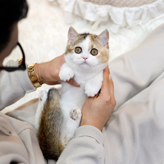 Munchkin - Bini (Female)