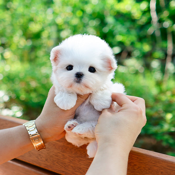 Maltese - Aeni (Female)