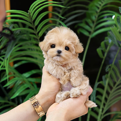 Maltipoo  - Daeum  (Female) $5000