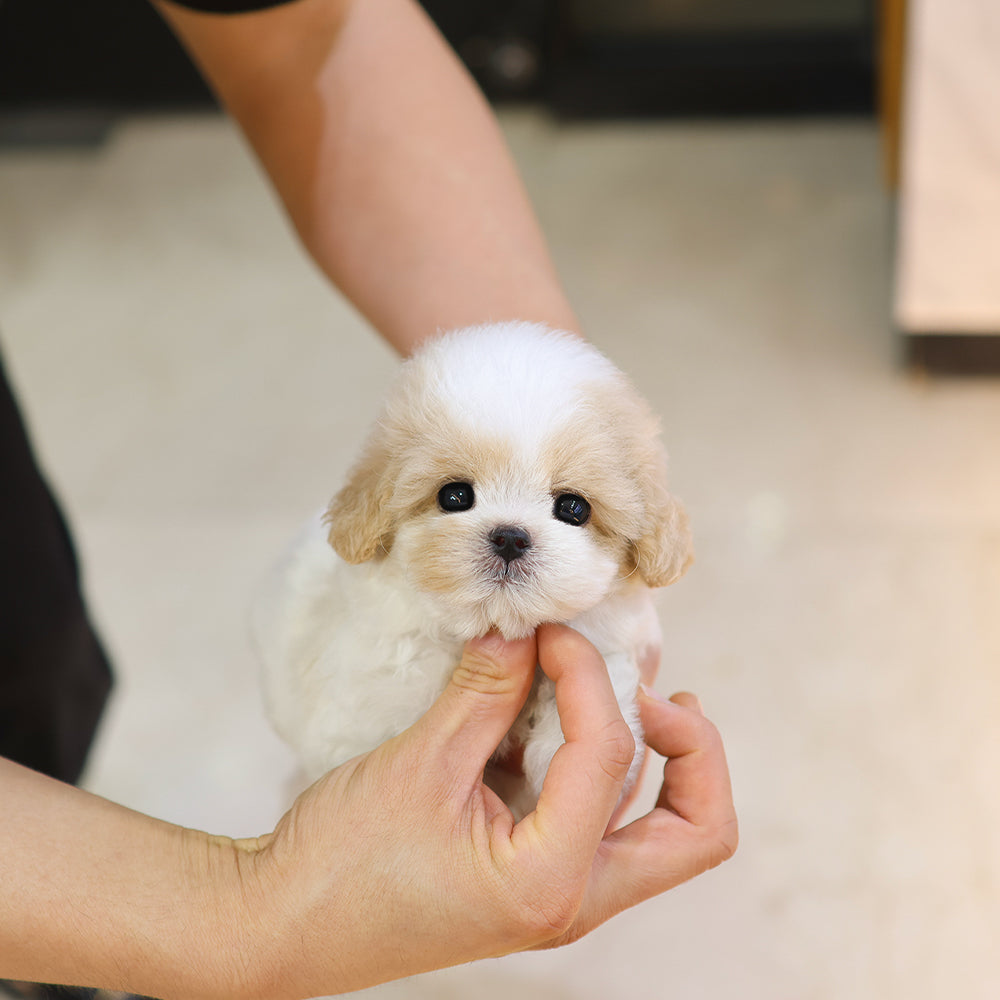 Maltipoo - Narong (Female) $4200