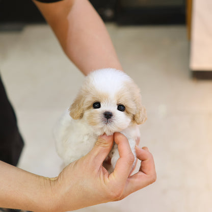 Maltipoo - Narong (Female) $4200