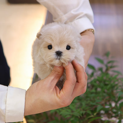 Maltipoo - Pippin (Female) $2600