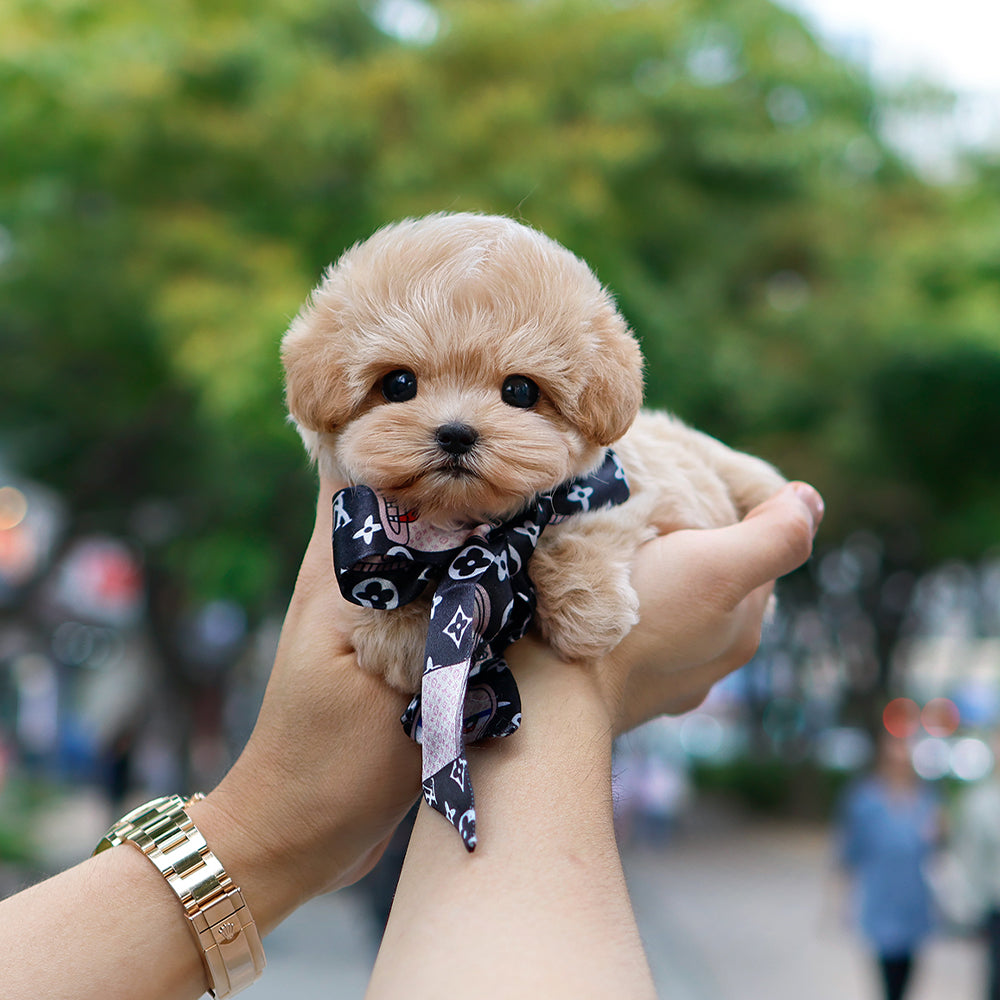 Maltipoo - Gongju (Female) $3200