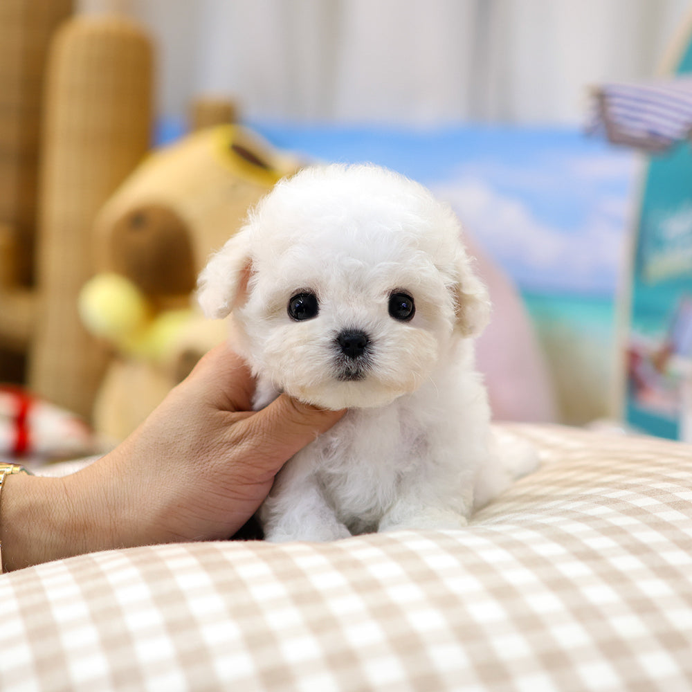 Bichinfrise - Aro (Female) $3800