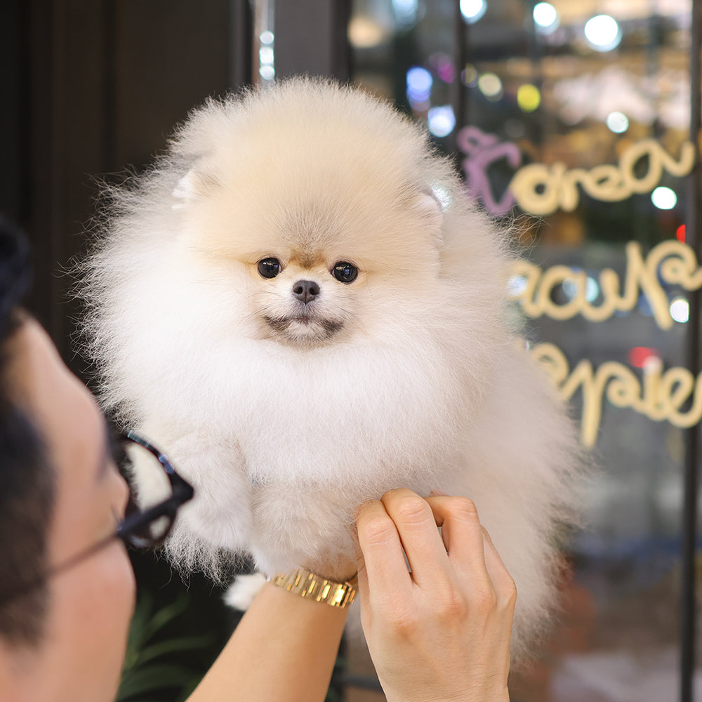 Pomeranian - Miwoo (Female) $9400