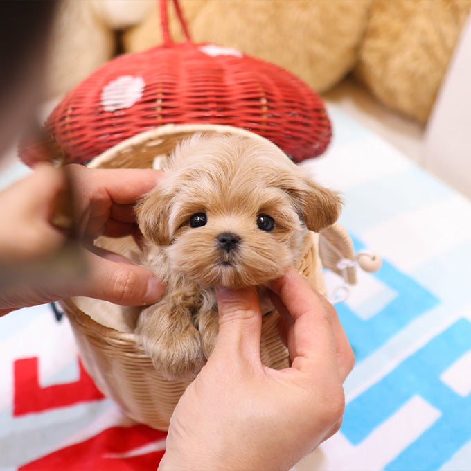 Maltipoo - Poang (Male)