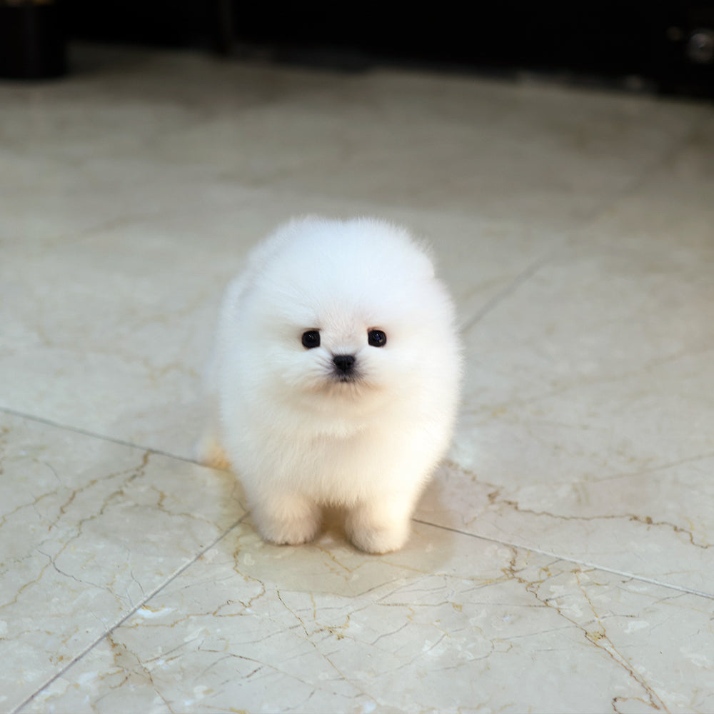Pomeranian - Beoteo (Male) $4000