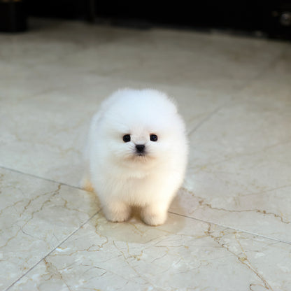 Pomeranian - Beoteo (Male) $4000