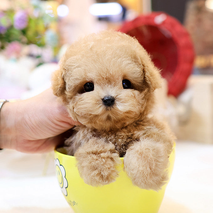 Poodle - Hobak (Male)