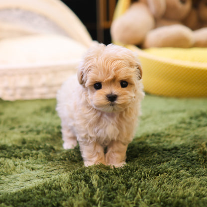 Maltipoo - Arang (Female)