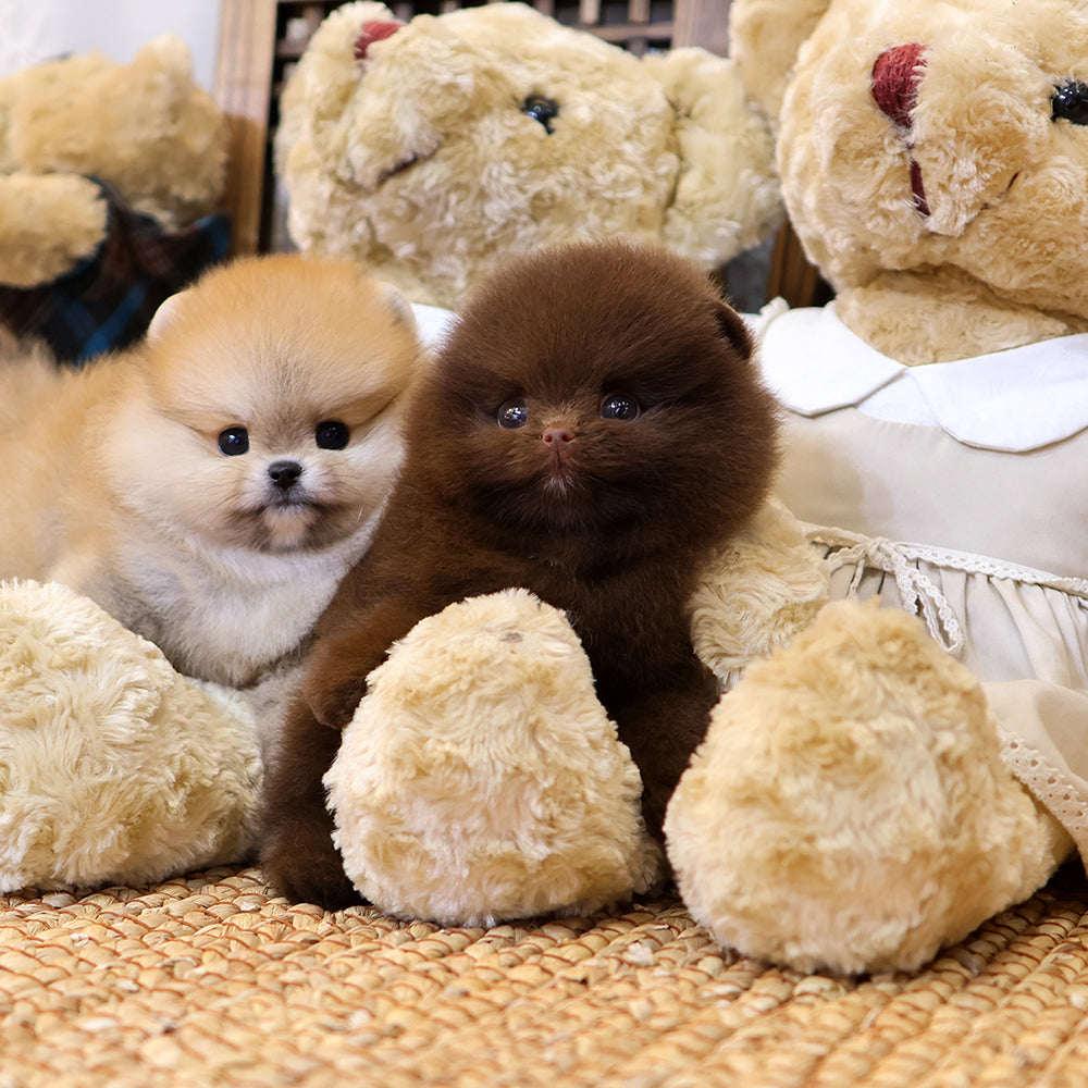 Pomeranian - Chii (Female) $5000