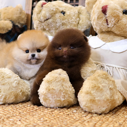 Pomeranian - Chii (Female) $5000