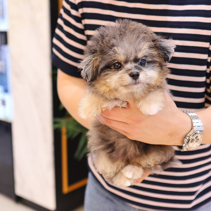 Maltipoo - Adi (Female)