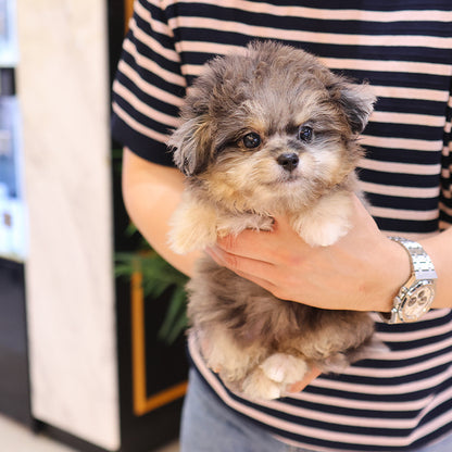Maltipoo - Adi (Female)