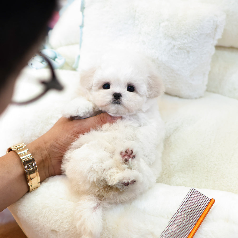 Bichinfrise - Posong (Female) $3800