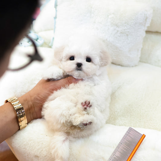 Bichinfrise - Posong (Female) $3800