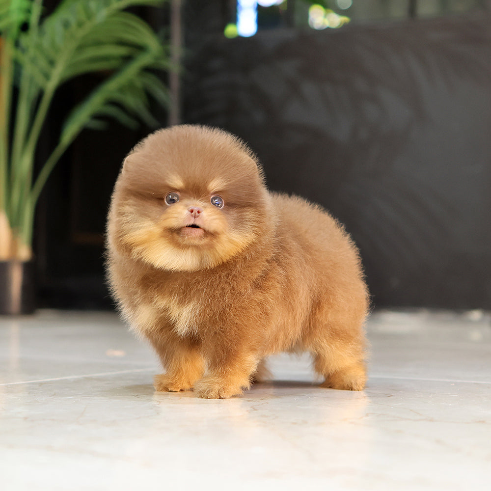 Pomeranian - Gumi (Male) $2500