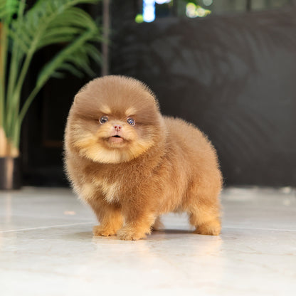 Pomeranian - Gumi (Male) $2500