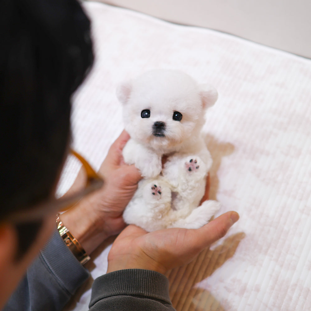 Bichon Frise - Kkorong (Male) $4000