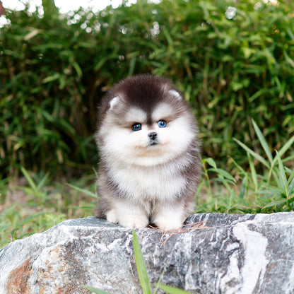 Pomsky - Ppoing (Male) $5700