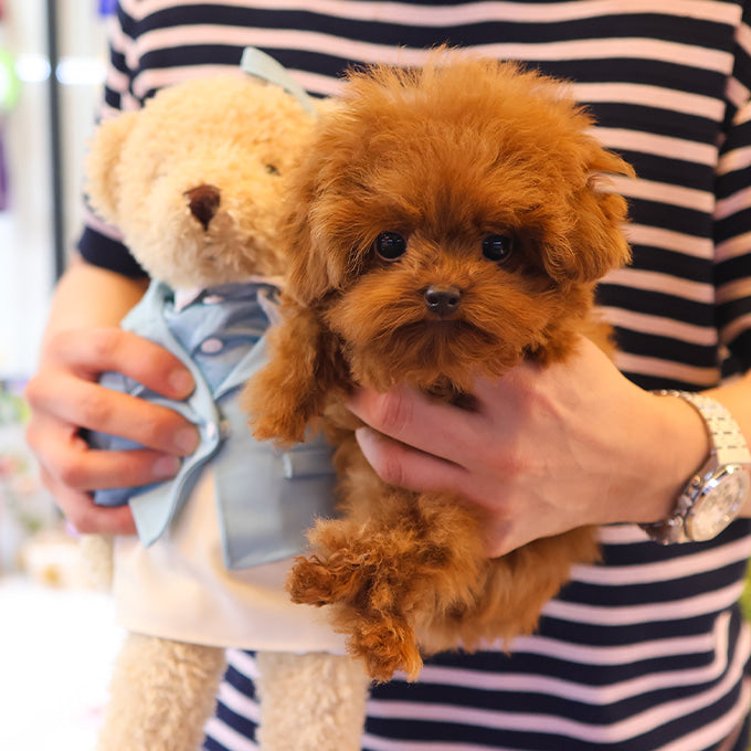 Poodle - Ttuji (Male)