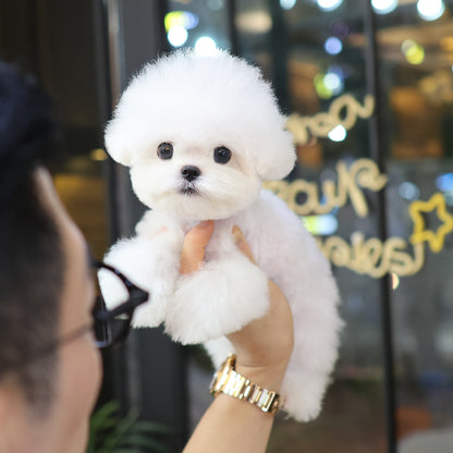 Bichon Frise -Tissue (Female) $3300