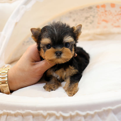 Yorkshire Terrier - Chikchok (Male) $2300