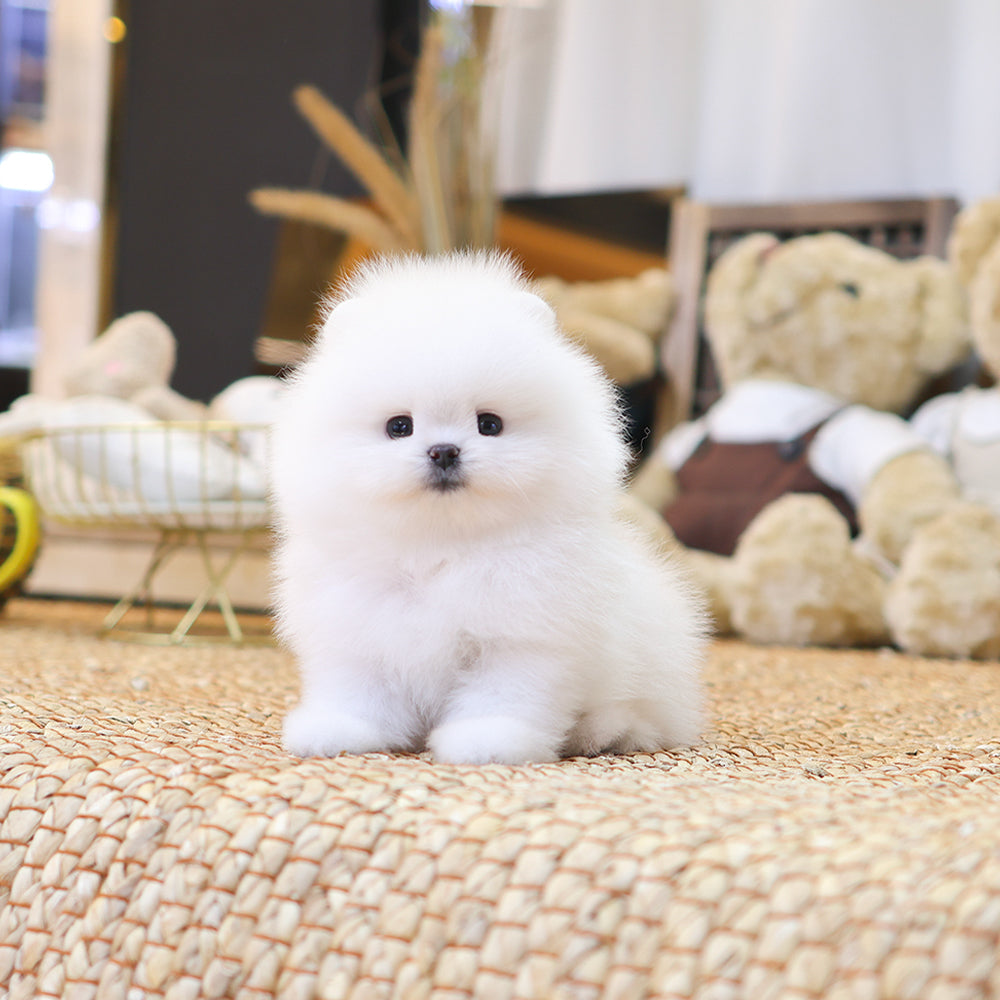 Pomeranian - Elio (Male) $2500