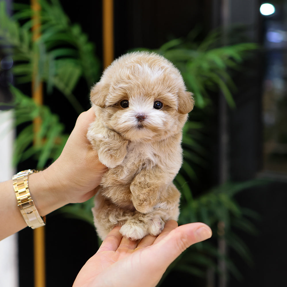 Maltipoo - Kirong (Female) $4200