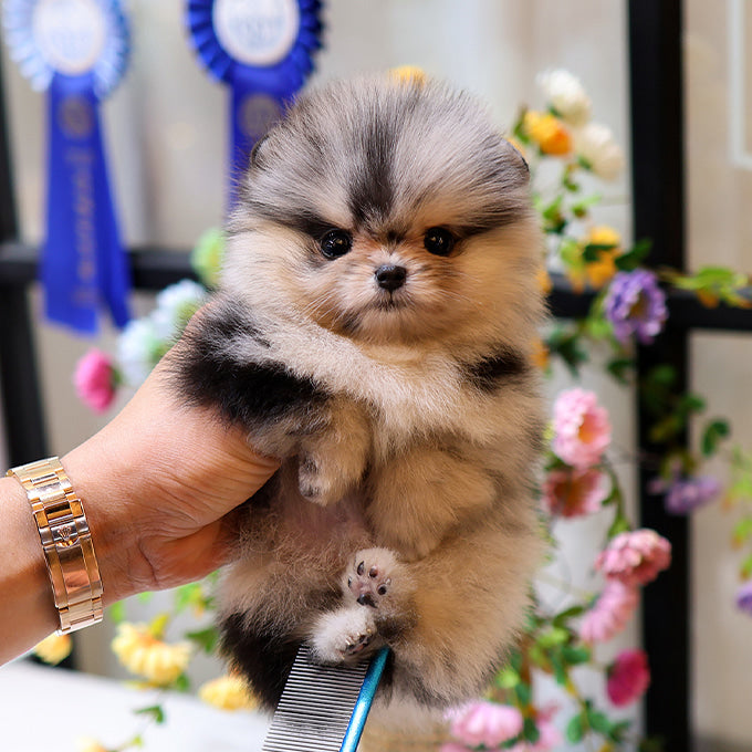 Pomeranian - Reon (Male)