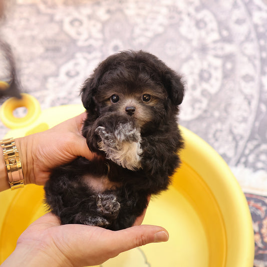 Poodle - Aki (Male) $3400