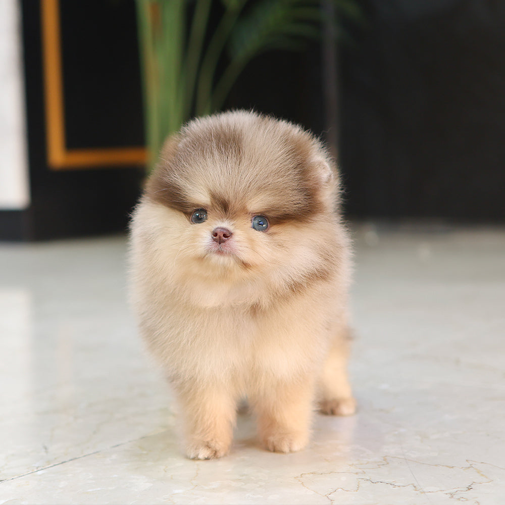 Pomeranian - Kuku (Male) $5200