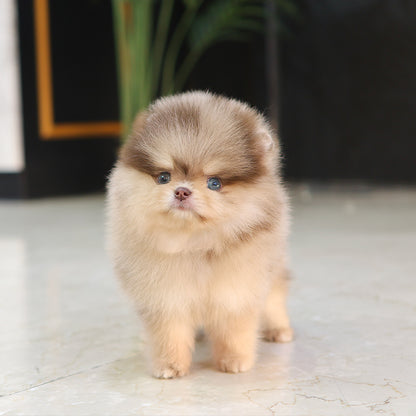 Pomeranian - Kuku (Male) $5200