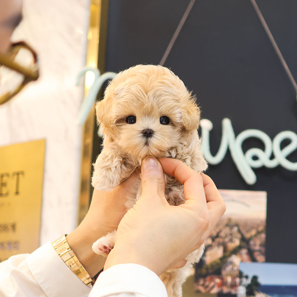 Maltipoo - Pingping (Female) $3800