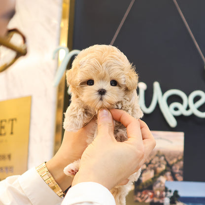 Maltipoo - Pingping (Female) $3800