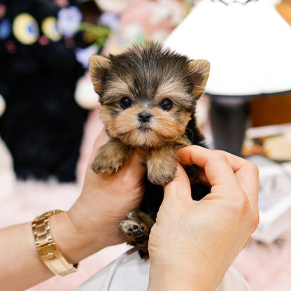 Yorkshire Terrier - Gahi (Female)