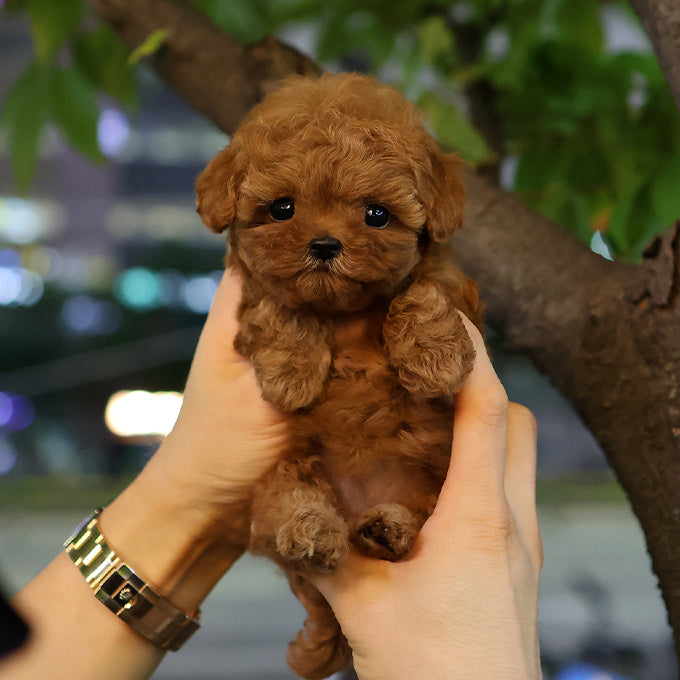 Poodle - Gaeul (Female) $2600