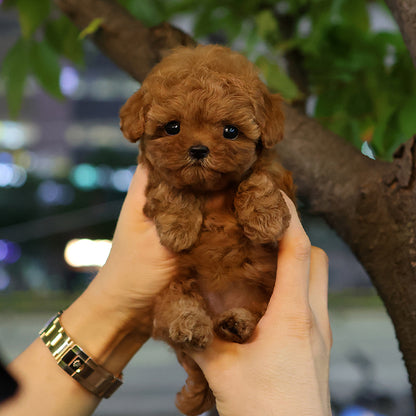 Poodle - Gaeul (Female) $2600