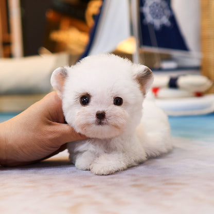 Poodle - Jihu (Male) $2300
