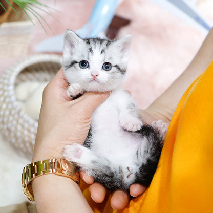 Munchkin - Neopeu (Female)