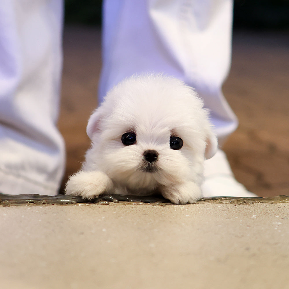 Maltese - Jeni (Female) $2900