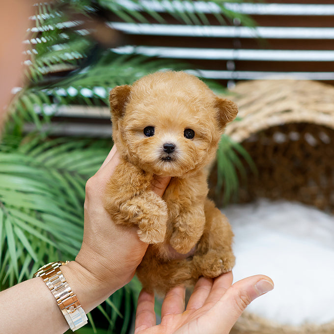 Poodle - Kongsun (Female)