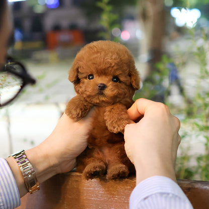 Poodle - Jeonju (Male) $4300