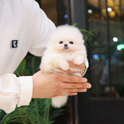 Pomeranian - Ppuyo (Male) $4000