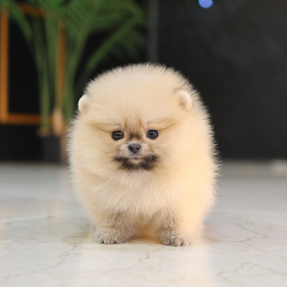 Pomeranian - Coby (Female) $4500