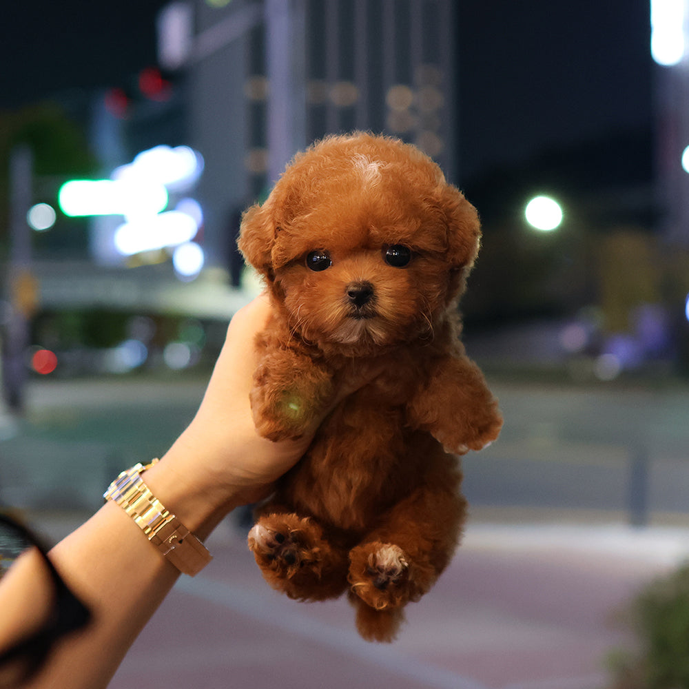 Poodle - Jipeu (Female) $3400