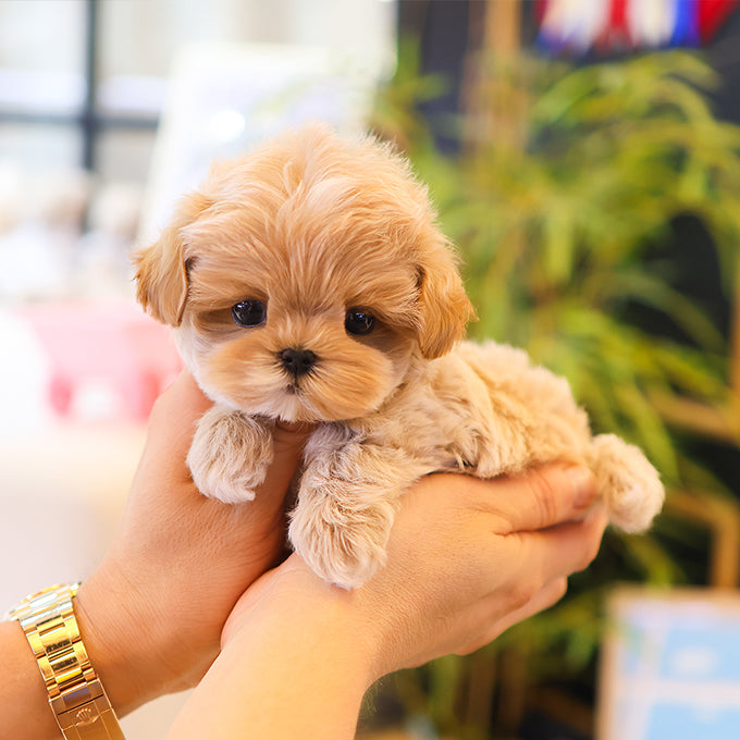 Maltipoo - Bana (Male) $2200