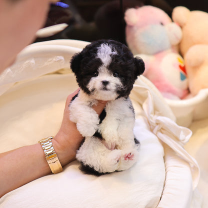 Poodle - Roko (Male) $5200